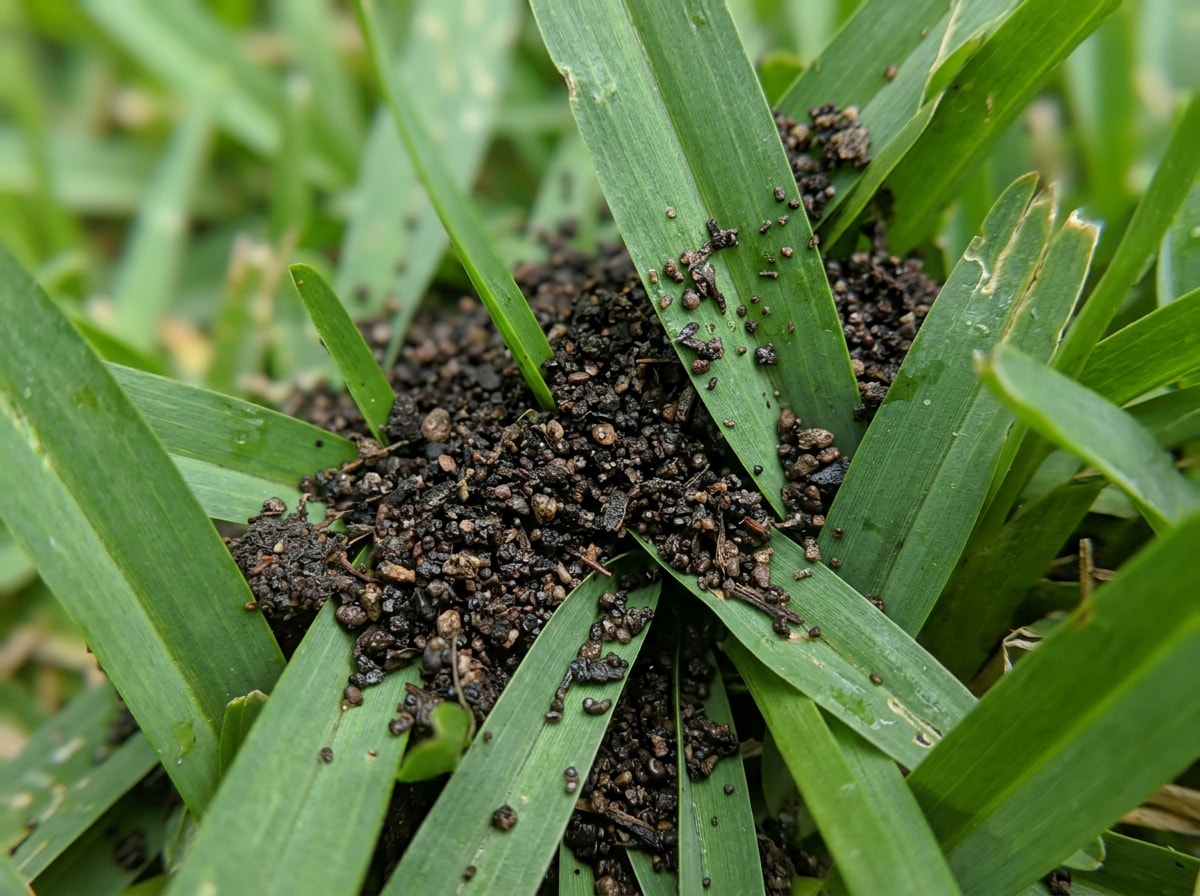 Screened compost top dressing worked down between St. Augustine grass blades